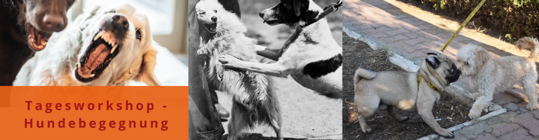 Tagesworkshop - Hundebegegnungen sicher meistern