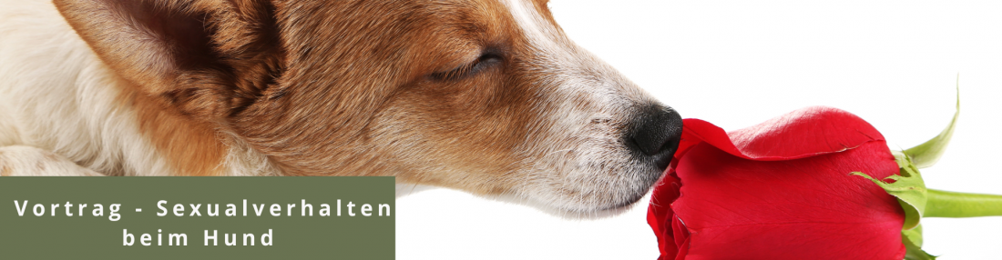 Vortrag - Sexualverhalten beim Hund 