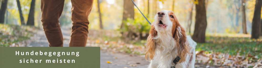 Hundebegegenungen sicher meistern