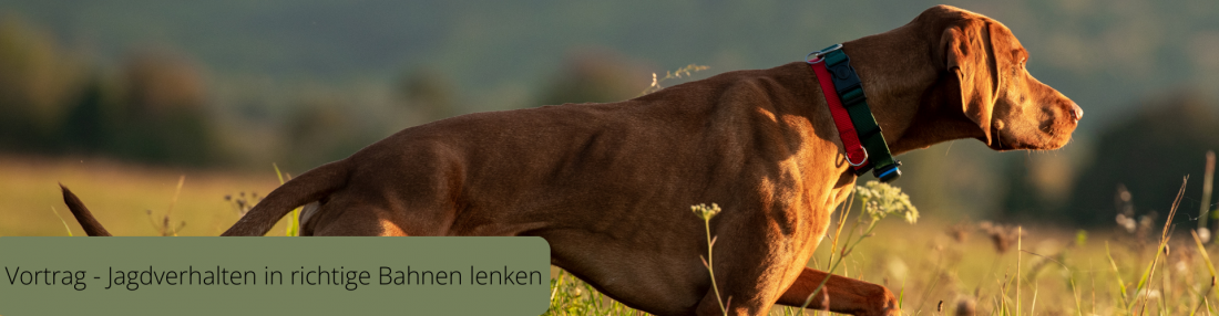 Vortrag - Jagdverhalten in richtige Bahnen lenken