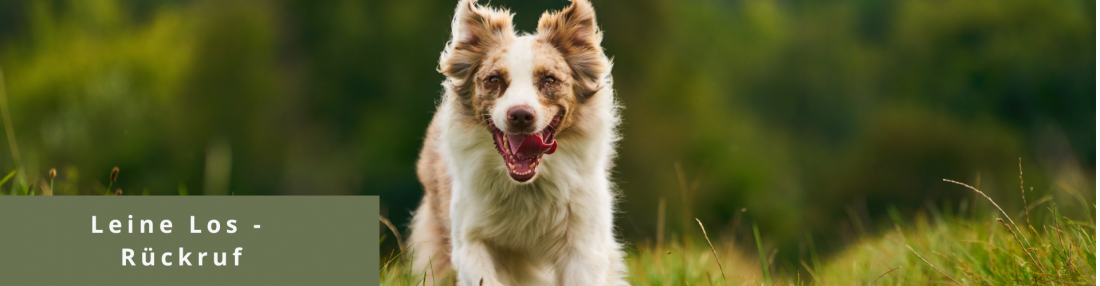 Leine Los - Rückruf