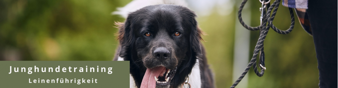 Junghundetraining - Leinenführigkeit