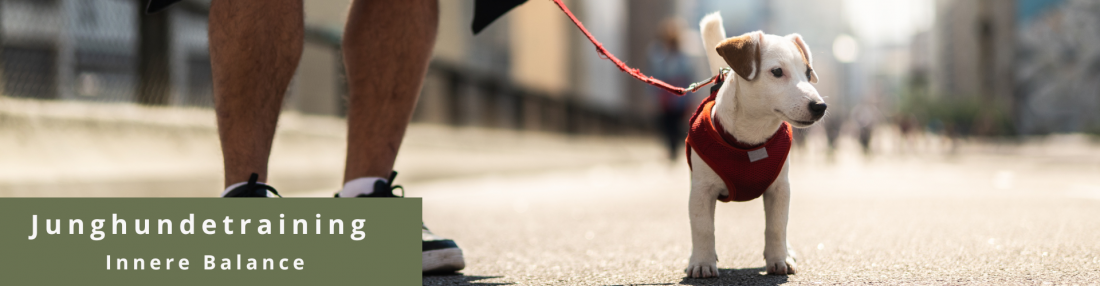 Junghundetraining - Innere Balance stärken
