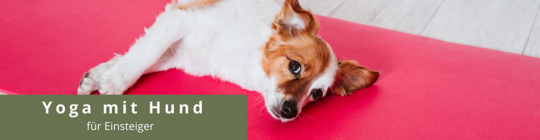 Yoga mit Hund - Einsteiger